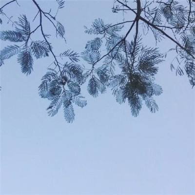 91武侠q传下载